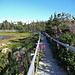 Passerelle botanique / Botanical footbridge