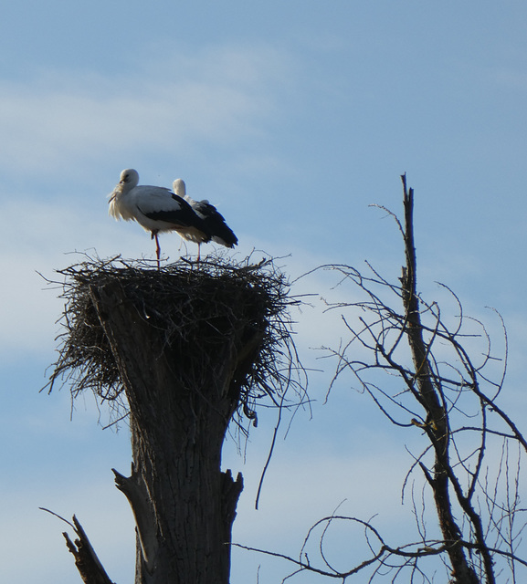 Störche im Nest