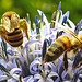 20230719 2540CPw [D~LIP] Kugeldistel, Gelbbindige Furchenbiene (Halictus scabiosae), Honigbiene, Bad Salzuflen