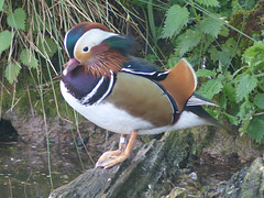 Scenes from Slimbridge (15) - 20 May 2015