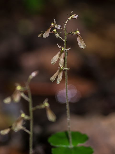 Neottia smallii (Appalachian Twayblade orchid) formerly known as Listera smallii