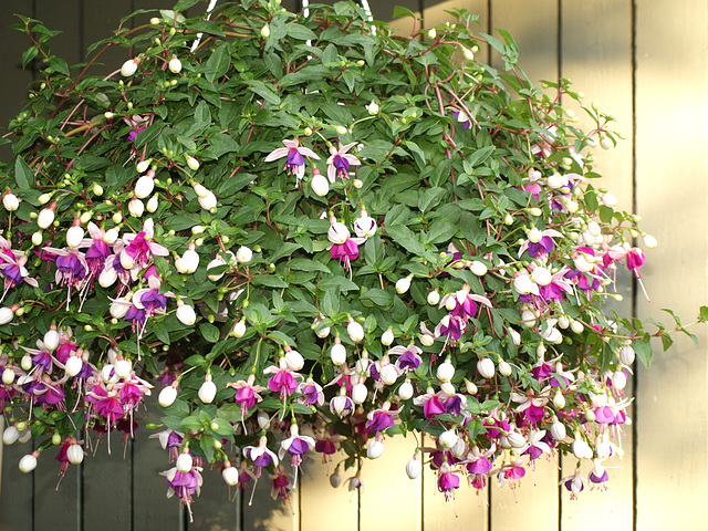 Fuchsia in basket