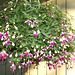 Fuchsia in basket