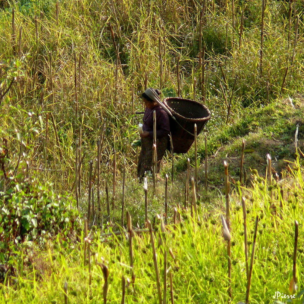 Cultures de montagne