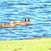 In Hamilton Lake, A Duck And A Drake.