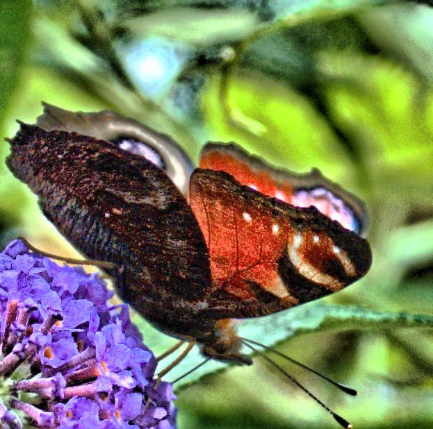 Impressions Of A Peacock Butterfly