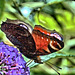 Impressions Of A Peacock Butterfly