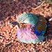 Violet chested roller bird (5)
