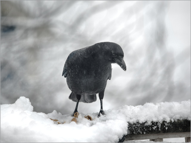 Crow here for the peanuts