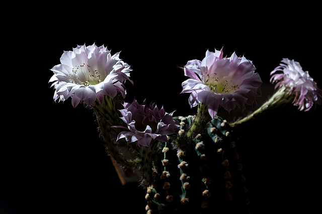 Kaktus mit Blüten