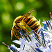 20230719 2541CPw [D~LIP] Kugeldistel, Gelbbindige Furchenbiene (Halictus scabiosae), Bad Salzuflen