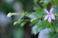 DSCF7890