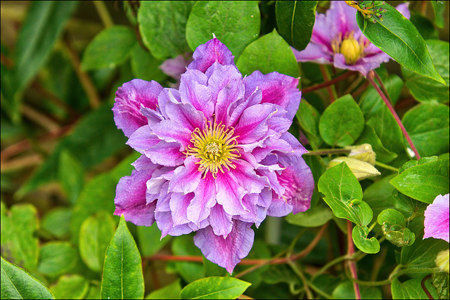Clematis Piilu