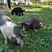 piggies enjoying the new paddock