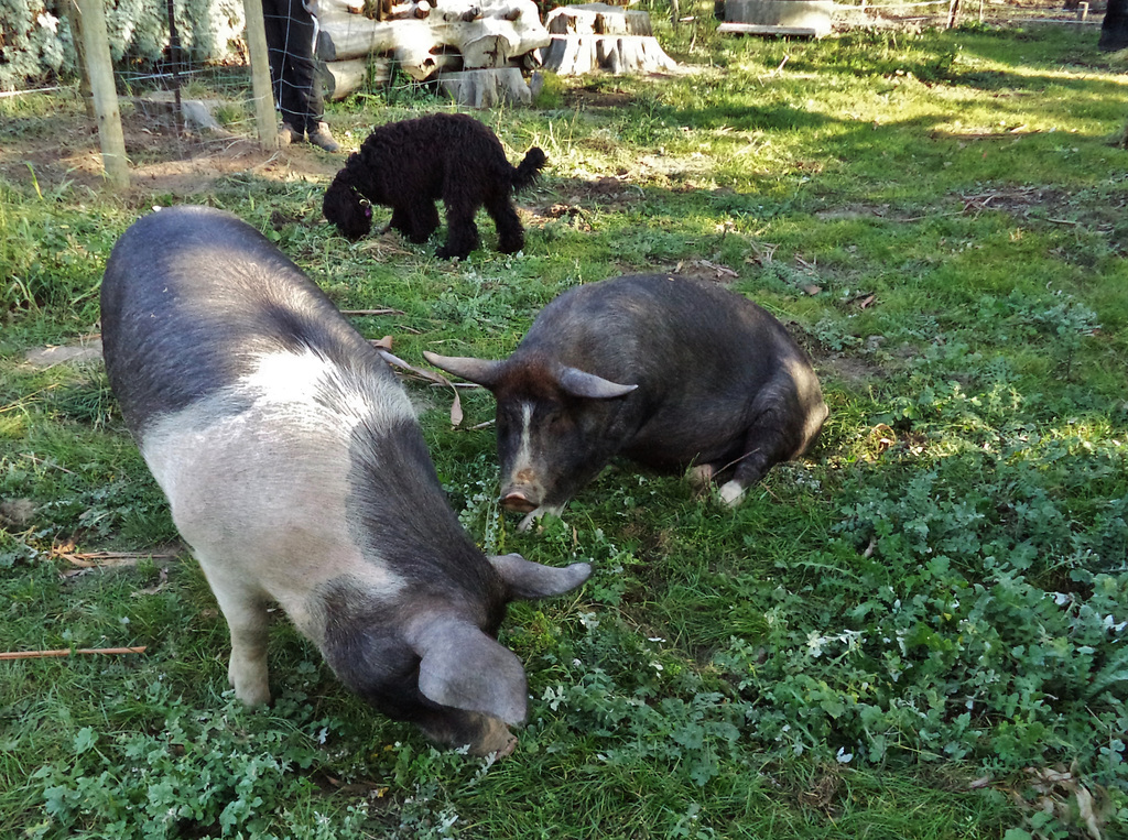 piggies enjoying the new paddock