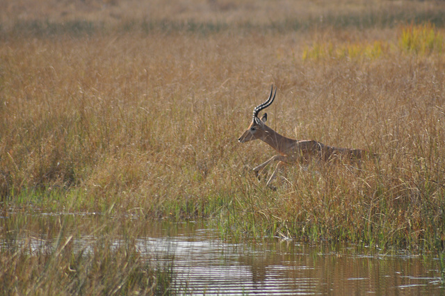 Impalo eksaltonta trans rivereto. Okavango - Delto