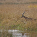 Impalo eksaltonta trans rivereto. Okavango - Delto