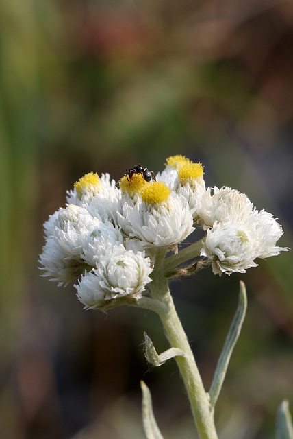 Pearly Everlasting