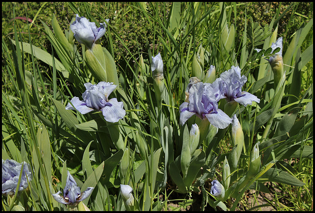 Iris Sapphire Jewels  (1)