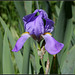 Iris pallida (2)