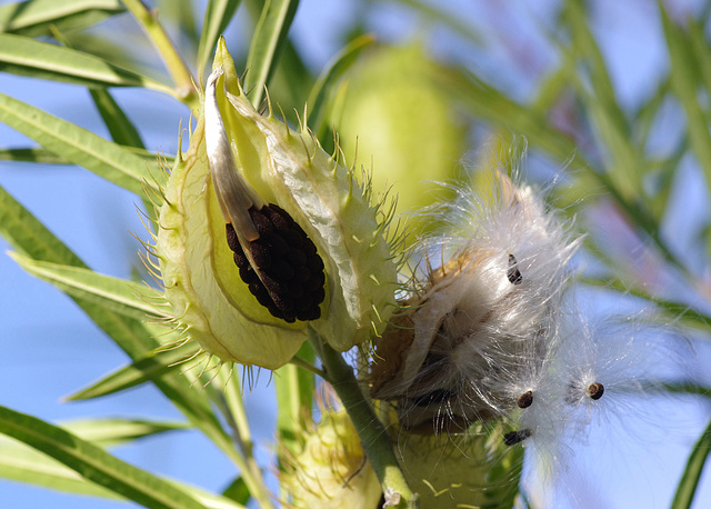 Milkweed pods