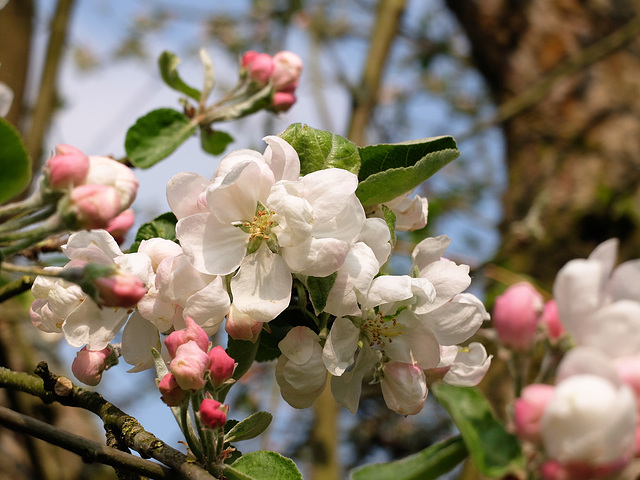 Nun können die Bienchen kommen...