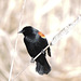 Red-winged Blackbird male