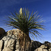 Mojave Yucca