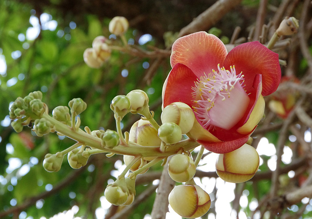 Cannonball Tree