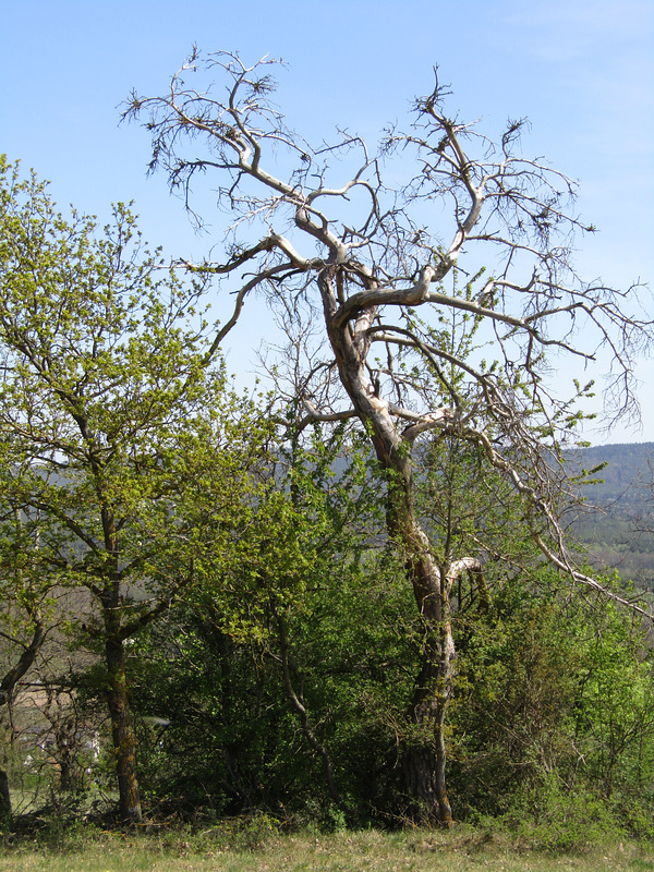knorrig und grün