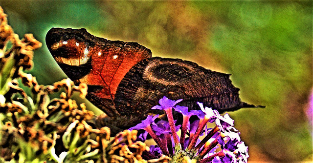 Impressions Of A Peacock Butterfly