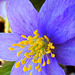 27 Blüte des Blauen Buschwindröschens