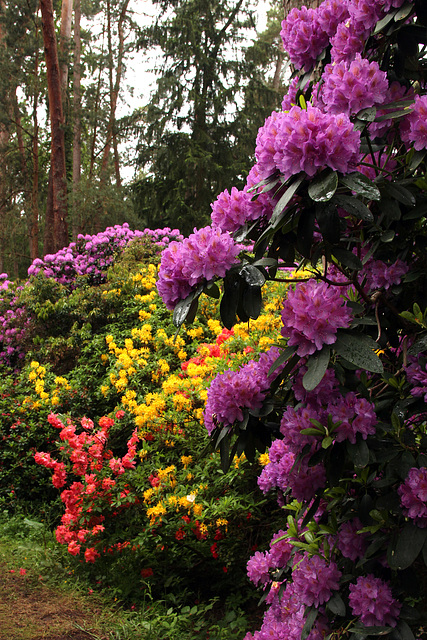 Rhododendron Park Wiefelstede