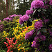 Rhododendron Park Wiefelstede