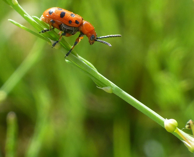 Crioceris duodecimpunctata...