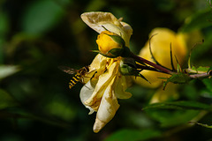 Hoverfly on late flowering rose