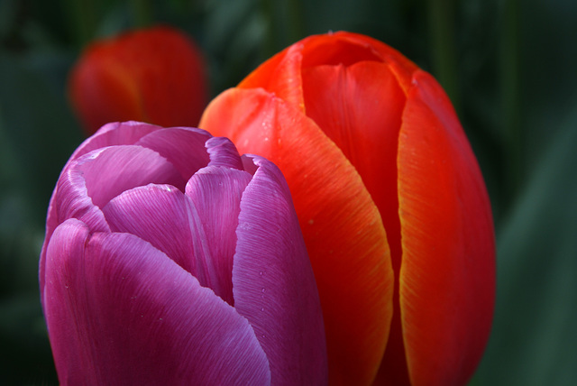 Tulips