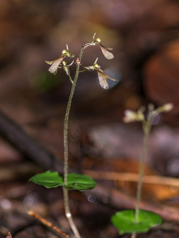 Neottia smallii (Appalachian Twayblade orchid) formerly known as Listera smallii