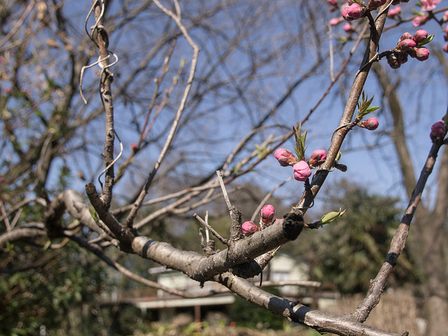 Ume buds