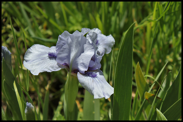 Iris Sapphire Jewels  (2)