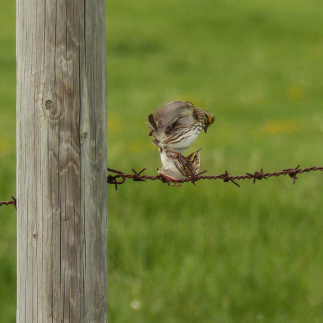 No wonder there are so many Savannah Sparrows : )