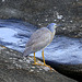 White-faced Heron