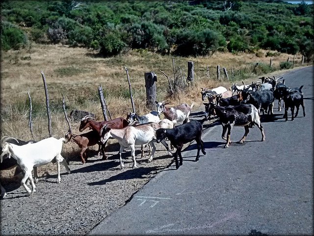 Goats. Valle de Ambroz. HFF!