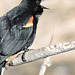 Red-winged Blackbird male