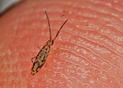 EF7A00151Springtail