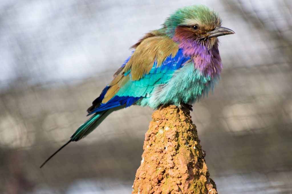 Violet chested roller bird