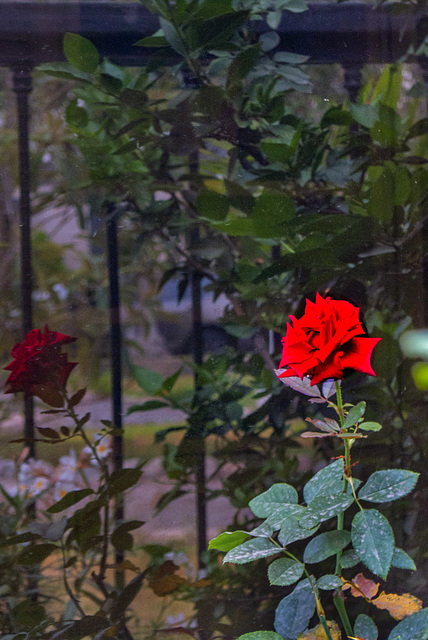 Red rose and fence reflection