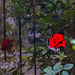Red rose and fence reflection