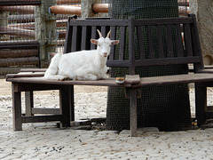 Zoo Görlitz 08