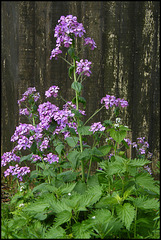 honesty flower